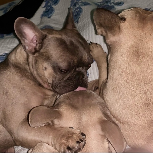 Allergy Alert - Smoke free, pet friendly home! - Picture 15 of 16